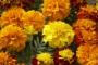 Seminte profesionale Tagetes patula - Craite pitice - imagine 48890